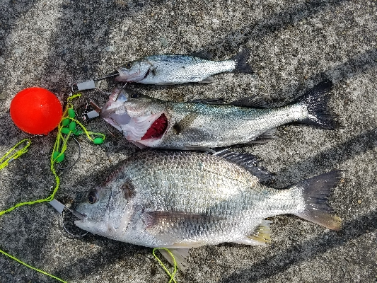 えび撒き釣り