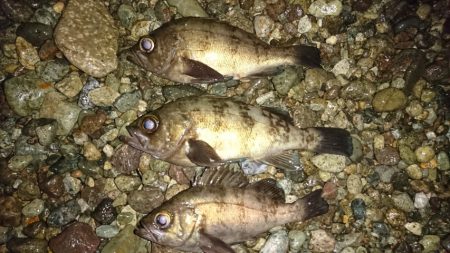 フロートメバリングで 淡路島 鳥取 淡路島 メバリング メバル 陸っぱり 釣り 魚釣り 釣果情報サイト カンパリ