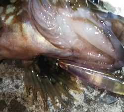 根魚の釣り方