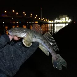 南港カモメ大橋ヘチ釣行 （寒いけど楽しい釣果！ハゼ、ガシラ釣果有り）