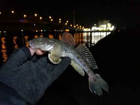 南港カモメ大橋ヘチ釣行 （寒いけど楽しい釣果！ハゼ、ガシラ釣果有り）