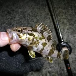 南港カモメ大橋ヘチ釣行 （やっぱり渋かった～ガシラ、タケノコ、ハゼ釣果有り）