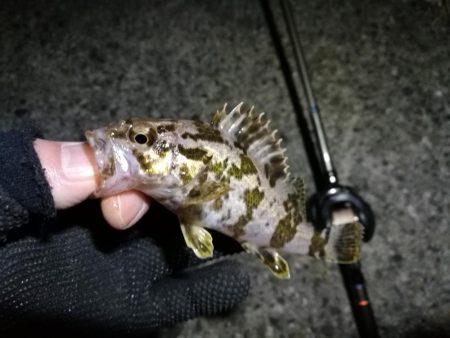 南港カモメ大橋ヘチ釣行 （やっぱり渋かった～ガシラ、タケノコ、ハゼ釣果有り）