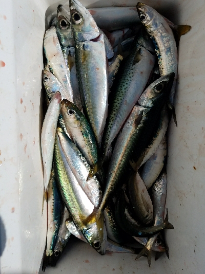 サバ釣り　～入れ食いだった～