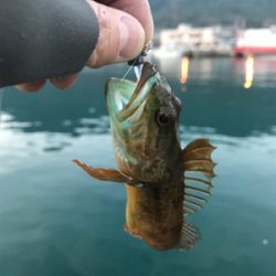 アジを求めて御所浦釣行④