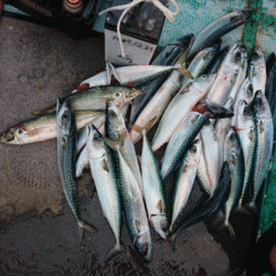 清和丸 釣果