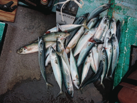 清和丸 釣果