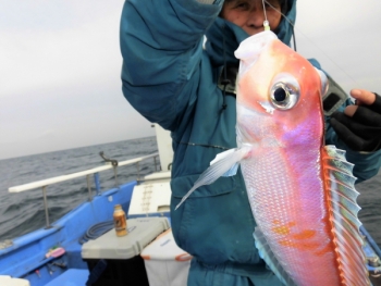 鯛紅丸 釣果