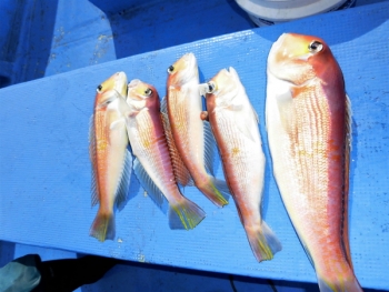 鯛紅丸 釣果