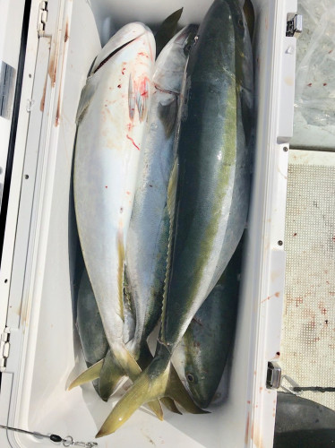 釣船 浦島太郎 釣果