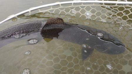 フィッシングレイクたかみや 釣果