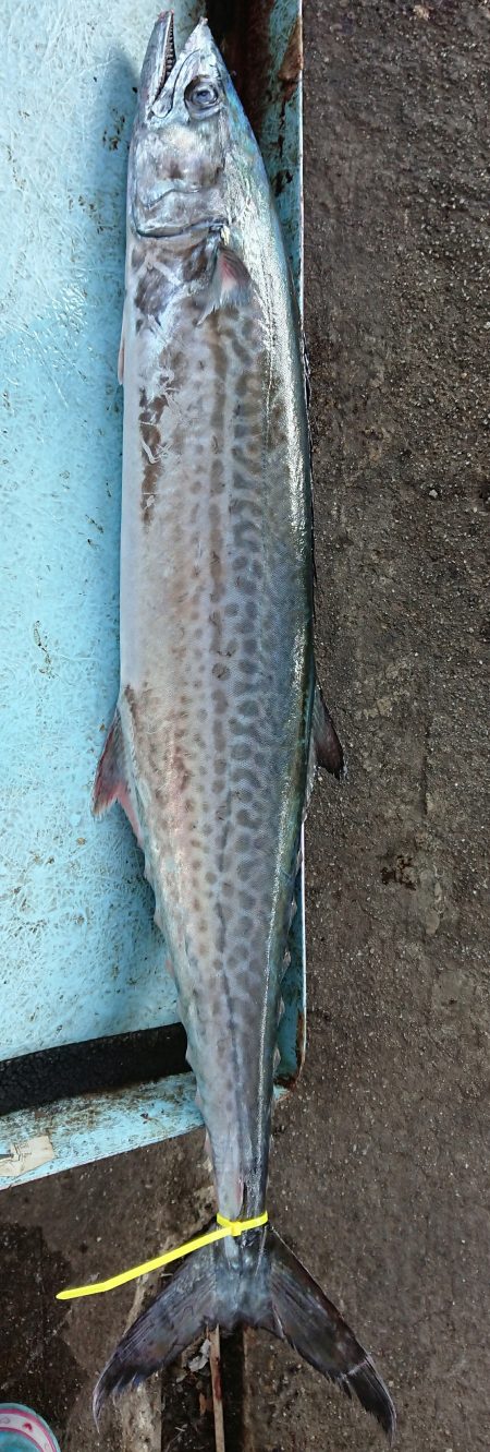 明神釣船 釣果