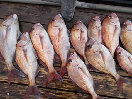 釣友丸 釣果