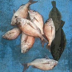 フィッシングガイド りょう 釣果