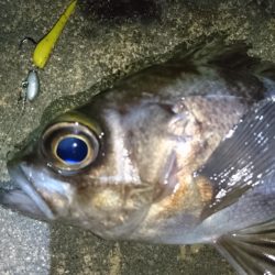 今夜も懲りずにメバリング