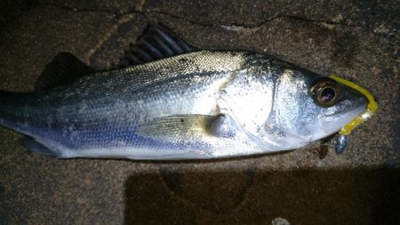 今夜も懲りずにメバリング