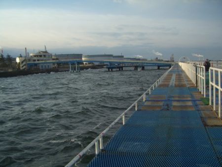 オリジナルメーカー海づり公園(市原市海づり施設) 釣果