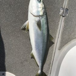 へいみつ丸 釣果