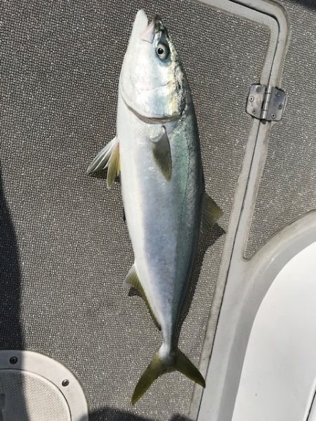 へいみつ丸 釣果