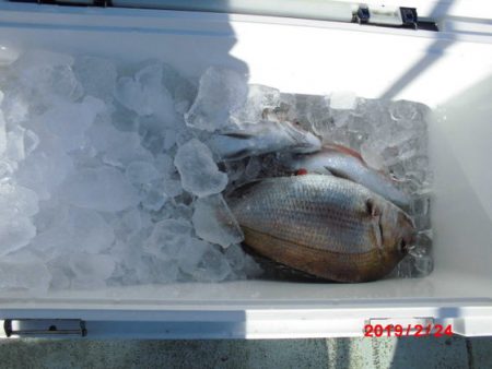 大進丸（新潟） 釣果