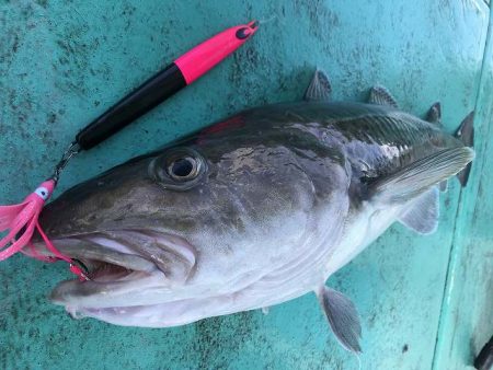 広進丸 釣果