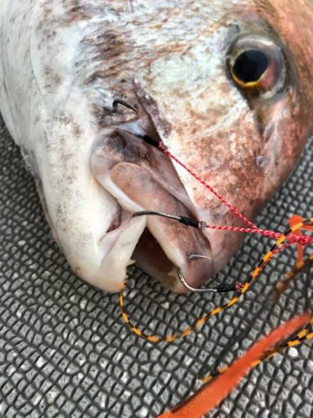 へいみつ丸 釣果