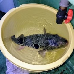 火遠理丸（ほおりまる） 釣果