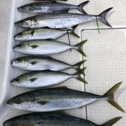 剣 釣果