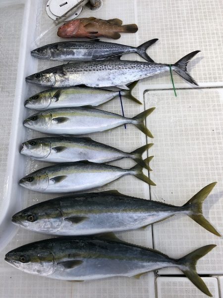 剣 釣果