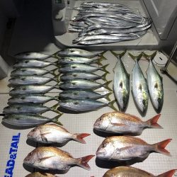 剣 釣果