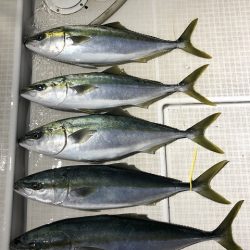 剣 釣果