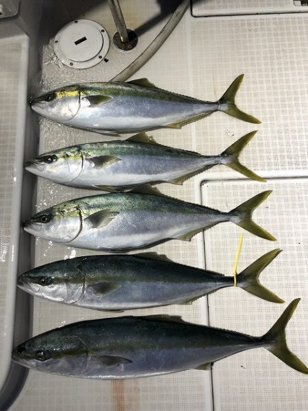 剣 釣果