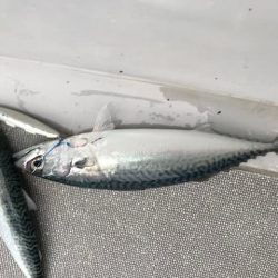 へいみつ丸 釣果