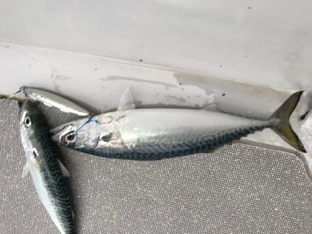 へいみつ丸 釣果