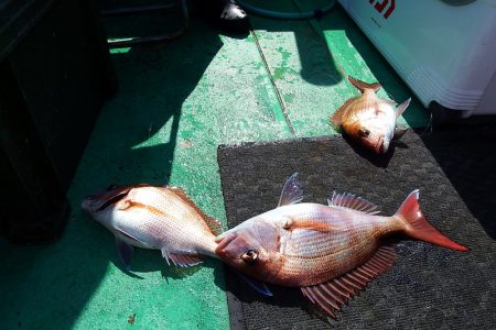 第三むつりょう丸 釣果