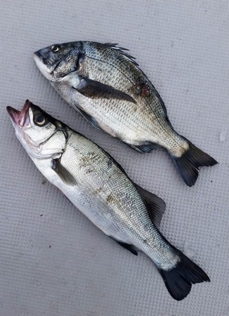 めだか屋 釣果