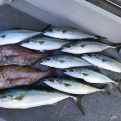 へいみつ丸 釣果