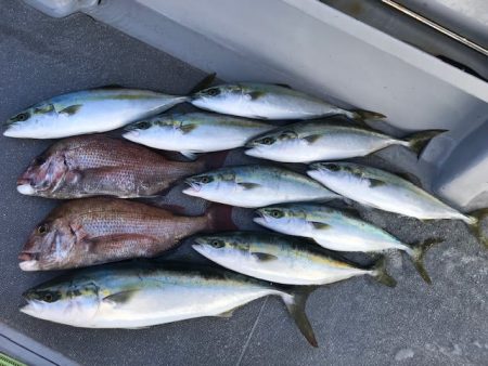 へいみつ丸 釣果