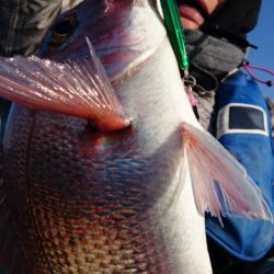 海晴丸 釣果