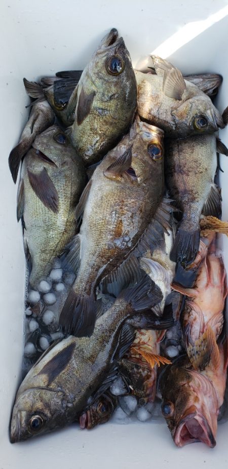 海龍丸（石川） 釣果