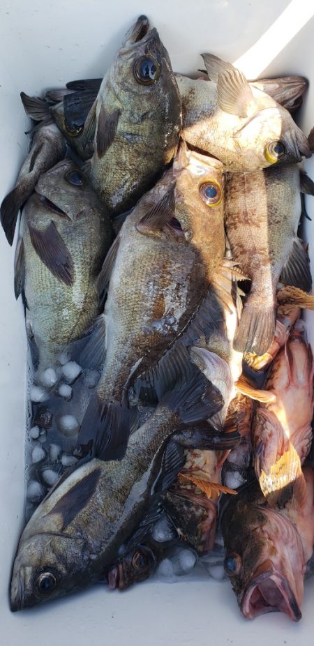 海龍丸（石川） 釣果