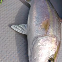 だて丸 釣果