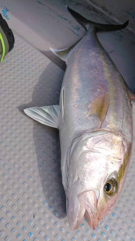 だて丸 釣果