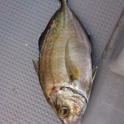 だて丸 釣果