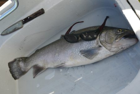 としまえんフィッシングエリア 釣果