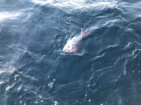 龍神丸（鹿児島） 釣果