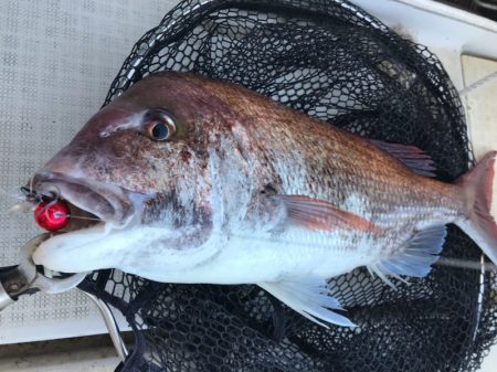 龍神丸（鹿児島） 釣果