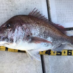 龍神丸（鹿児島） 釣果