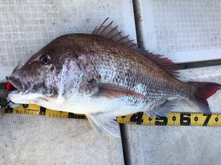 龍神丸（鹿児島） 釣果