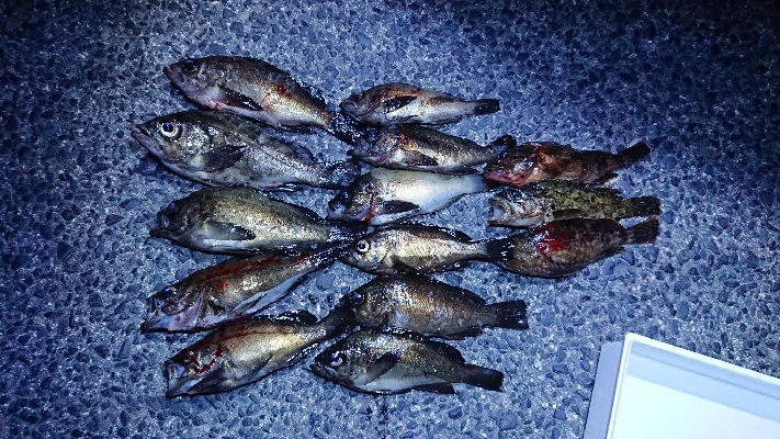 3人の釣果で